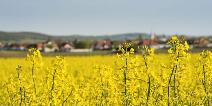 Village Schützen am Gebirge with rapefield in the foreground