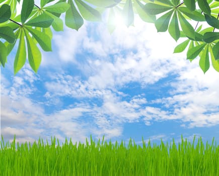 beauty green leaf and grass spring season background