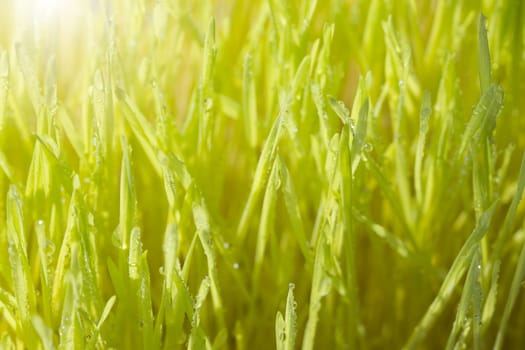 closeup dew drop on green grass