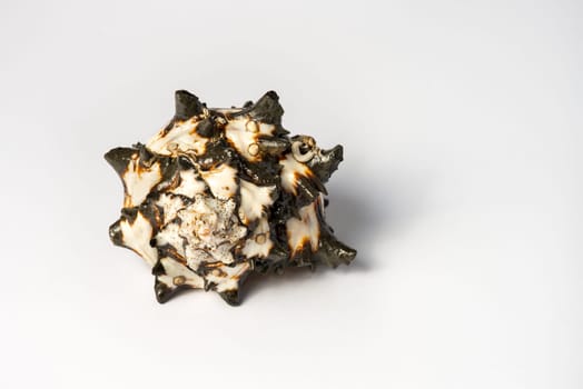 A big black and white isolated shell whit yellow and brown strips