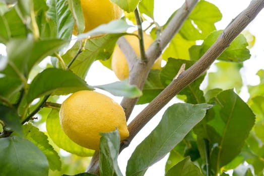 nice and colorful lemon on tree in italy near rome