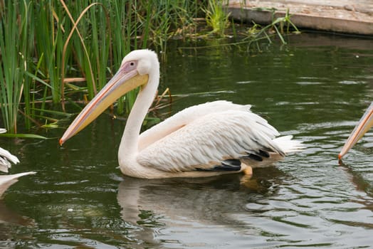 White and pink pellican in the lake