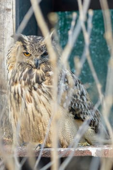 portrait of a beautiful owl dozing vigilant in a cage