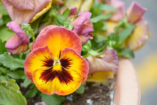 violet flower of thought with Yellow and Red petals