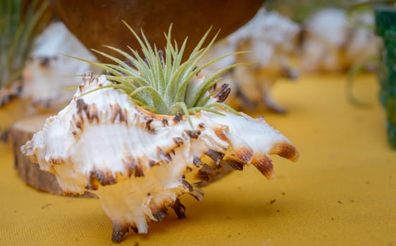 Nice composition of Tillandsia, species of evergreen, perennial flowering plants in the family Bromeliaceae, native to the forests, mountains and deserts of Central and South America, the southern United States and the West Indies.