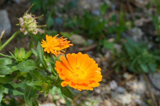 Nice orange Wild flowers close up along the garden