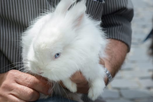 Nice little white bunny in the hands of a man