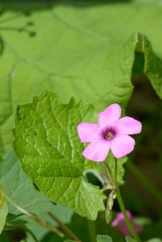 One nice purple Wild flower close up