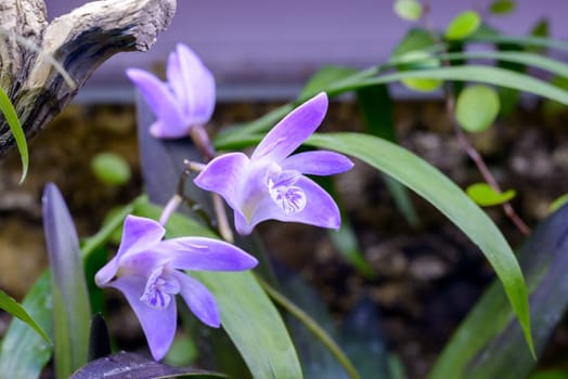 Nice orchids flower close up outside the garden