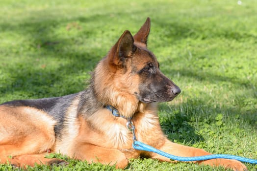 Nice dog in a garden in Rome