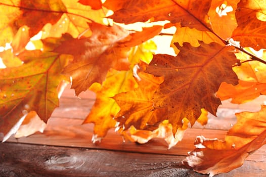 original oak leaves in different brown tones on old weathered wooden boards
