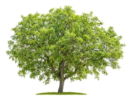 Walnut tree against a white background