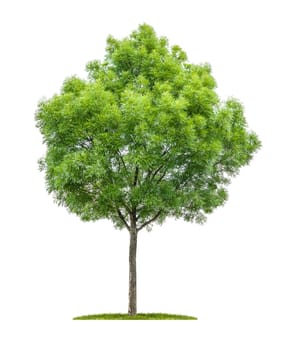 Narrow-leaved ash against a white background