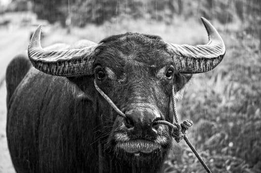 Black and white photo, close up front face of Asian Water Buffalo or Bubalus bubalis in the rain, Thailand