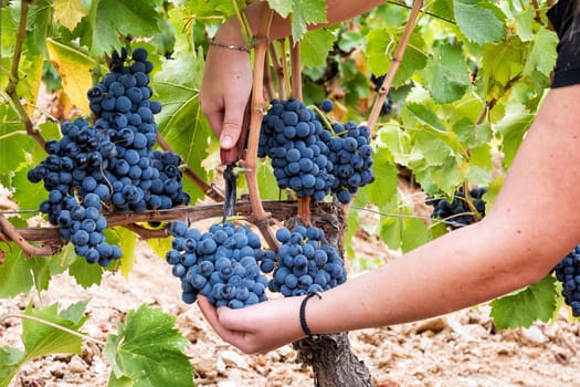 Cannonau grapes. Young woman manually harvesting the bunches of grapes with scissors. Traditional agriculture. Sardinia.
