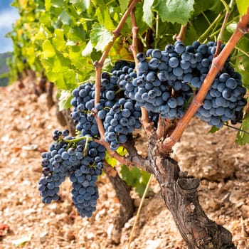 Cannonau grapes. Bunches of black grapes between the branches of the plant in the vineyard. Traditional agriculture. Sardinia.