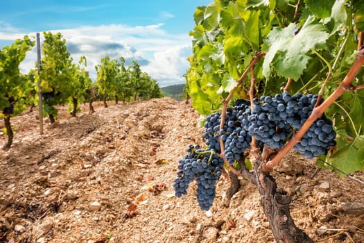 Cannonau grapes. Bunches of black grapes between the branches of the plant in the vineyard. Traditional agriculture. Sardinia.