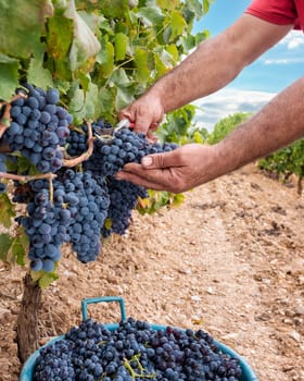 Cannonau grapes. Farmer manually harvesting the bunches of grapes with scissors. Traditional agriculture. Sardinia.