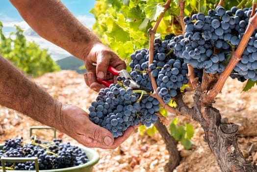 Cannonau grapes. Farmer manually harvesting the bunches of grapes with scissors. Traditional agriculture. Sardinia.