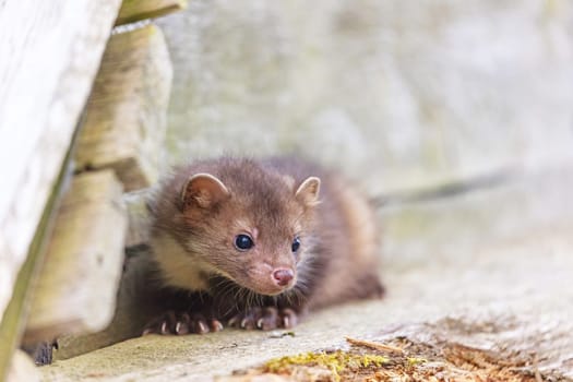 Head of cute young marten  sitting on a wooden board. Horizontally.