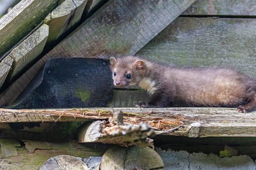 Young marten is posing in an old barn. Horizontally.
