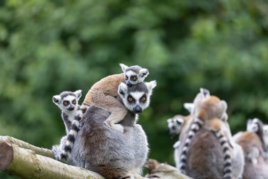 Group od adult and young ring-tailed lemur outdoors. Horizontally.