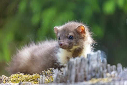 Closeup view of young marten outdoors. Horizontally.