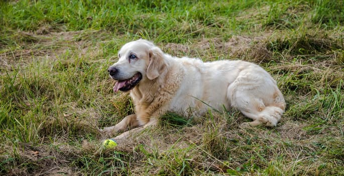 Friendly Retriever senior lies on a meadow