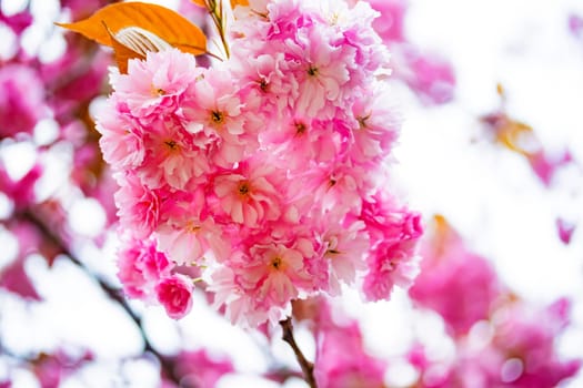 Beautiful pink cherry blossums in detail on a sunny day in sprintime