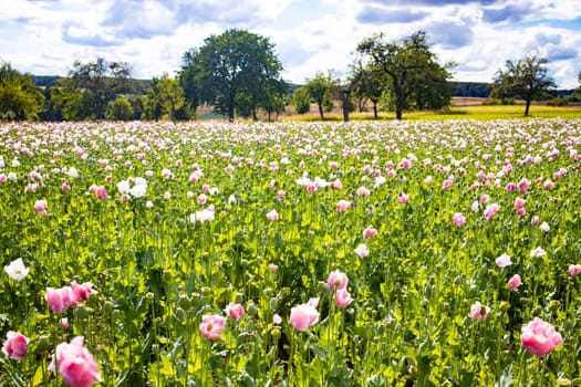 Summer meadow with poppies and beautiful clouds in the sky