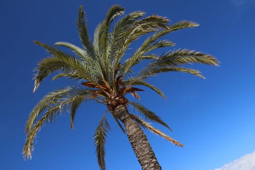 Palm symbol photo blue sky sun .. Palma de Mallorca Island Sight Landscape Water Sea Hiking Hiking Church Port Spain Holiday Island