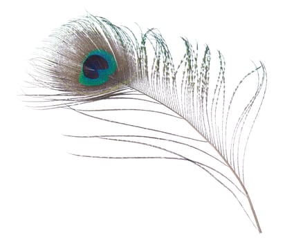 Close-up peacock plume isolated on white background.