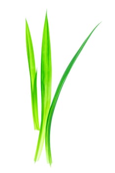 Fresh Pandan leaves isolated on white background, also known as Pandanus Palm , Fragrant Pandan , Pandom wangi.(Pandanus amaryllifolius)