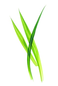 Fresh Pandan leaves isolated on white background, also known as Fragrant Pandan, Pandanus Palm, Pandom wangi.(Pandanus amaryllifolius)