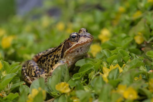 Frog in the wild