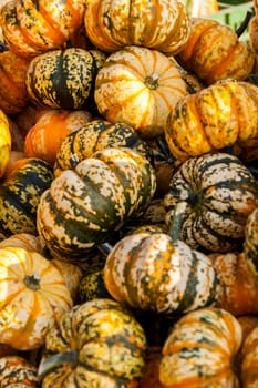 Sweet Lightning Microwave cucurbita pumpkin pumpkin pumpkin in autumn at a market stall