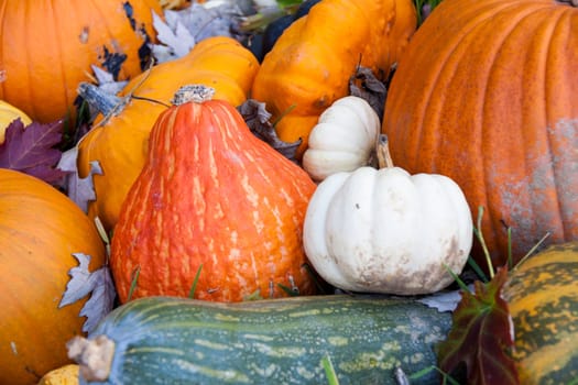 Different maxima and pepo cucurbita pumpkin Pumpkin in Herbs at a market stall