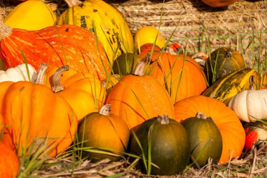 Different maxima and pepo cucurbita pumpkin Pumpkin in Herbs at a market stall