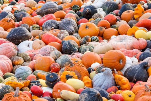 Different maxima and pepo cucurbita pumpkin Pumpkin in Herbs at a market stall