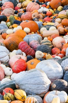 Different maxima and pepo cucurbita pumpkin Pumpkin in Herbs at a market stall