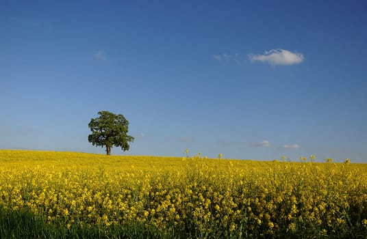 Oak in rapeseed