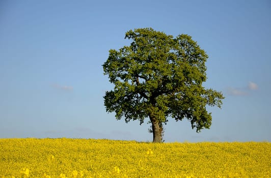 Oak in rapeseed