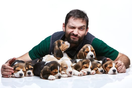 The happy man and big group of a beagle puppies on white background