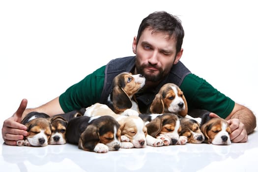 The winking man and big group of a beagle puppies on white background