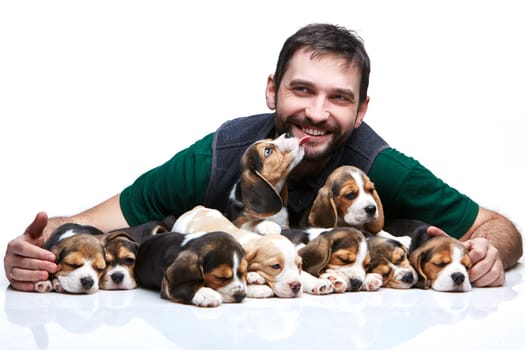 The happy man and big group of a beagle puppies on white background