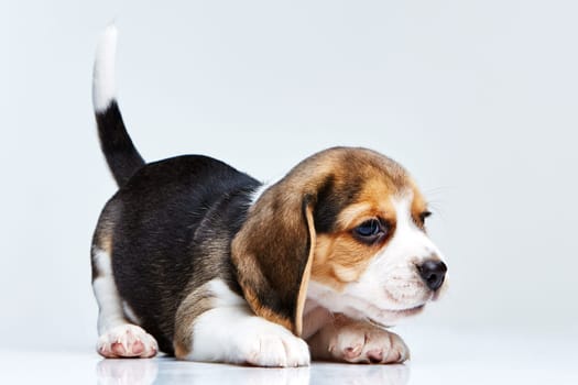 Beagle puppy lying on the white background