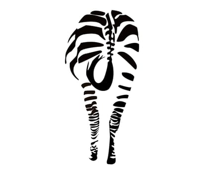 zebra on white background
