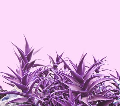 Purple aloe on pink background with copyspace.