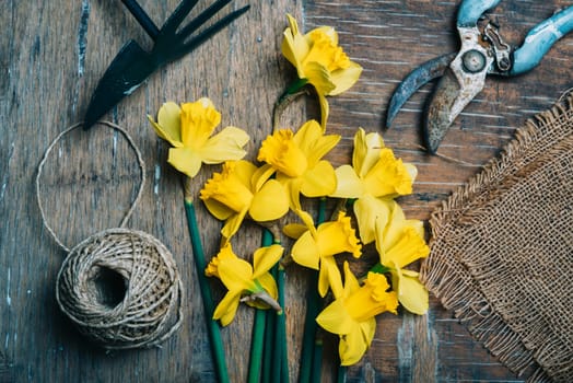 Top view of florist's tool and flower bouquet with narcissus and decorative ribbon. Gardening spring still life concept.