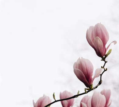 Beautiful magnolia tree in springtime. Magnolia flower on branch background.
